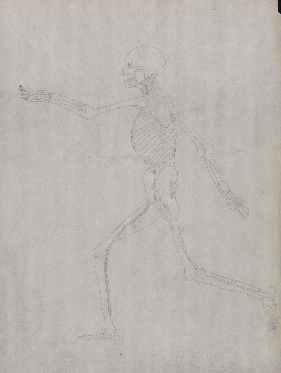 Studie av den menneskelige figuren, sidevisning, fra en sammenlignende anatomisk utstilling av strukturen til menneskekroppen med strukturen til en tiger og en fugl, 1795-1806 (grafitt på kraftig vevd papir) av George Stubbs