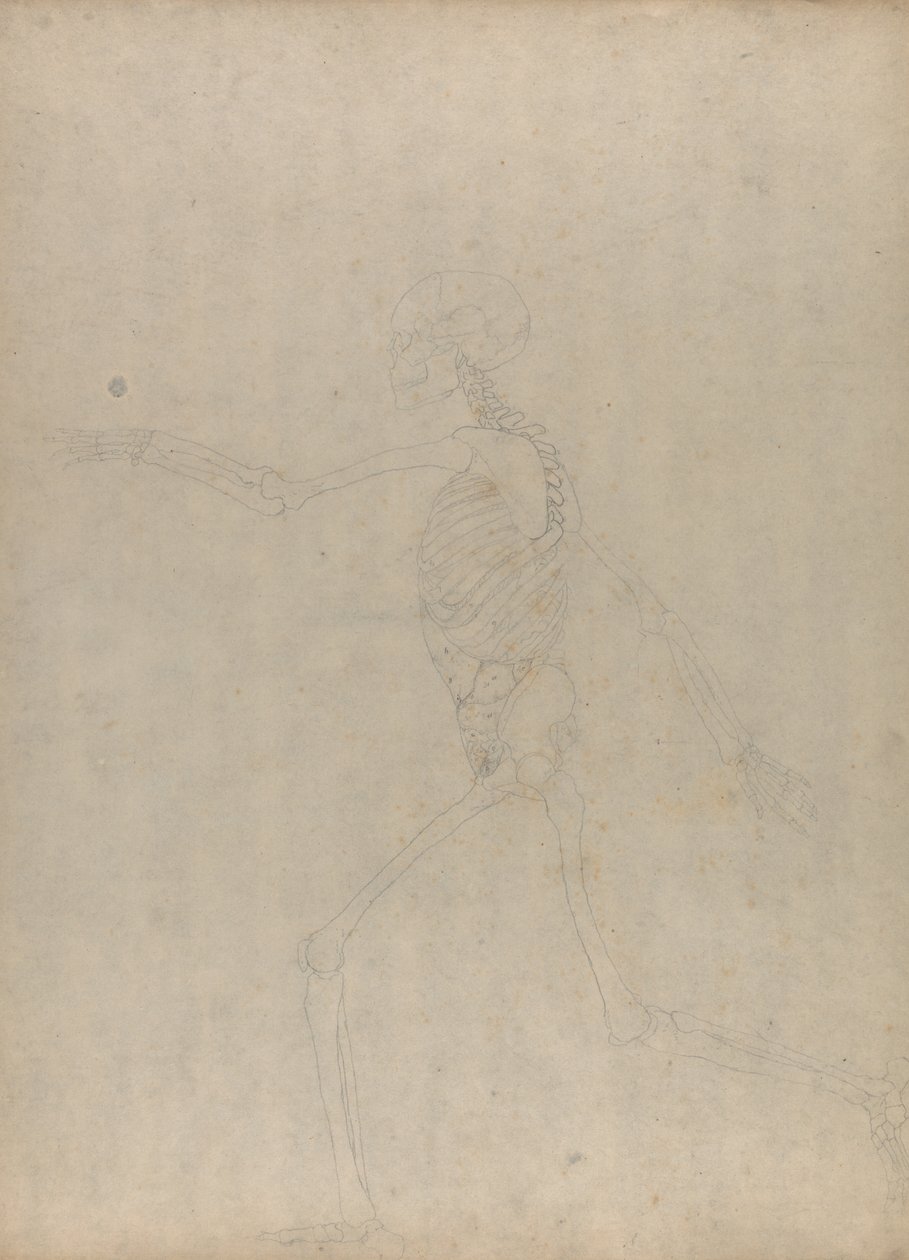 Studie av den menneskelige figuren, sidevisning, fra en sammenlignende anatomisk utstilling av strukturen til menneskekroppen med strukturen til en tiger og en fugl, 1795-1806 (grafitt på kraftig vevd papir) av George Stubbs
