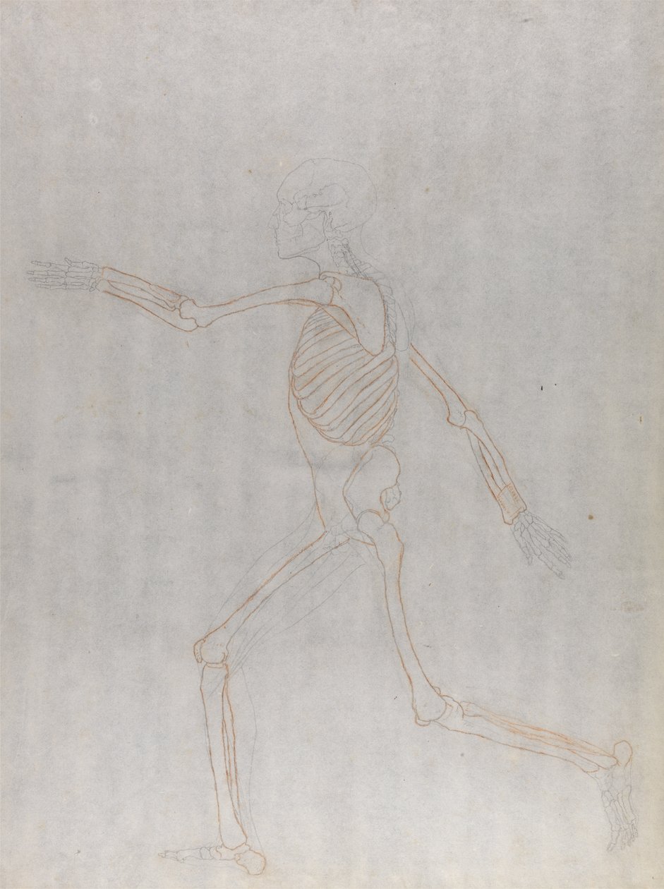 Studie av den menneskelige figuren, sidevisning, fra en sammenlignende anatomisk fremstilling av strukturen til menneskekroppen med strukturen til en tiger og en fugl, 1795-1806 (grafitt og rødt kritt på tynn w av George Stubbs