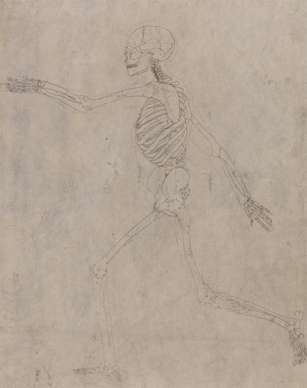 Studie av den menneskelige figuren, sidevisning, fra en sammenlignende anatomisk utstilling av strukturen til menneskekroppen med strukturen til en tiger og en fugl, 1795-1806 (grafitt med blekk på kraftig vev) av George Stubbs