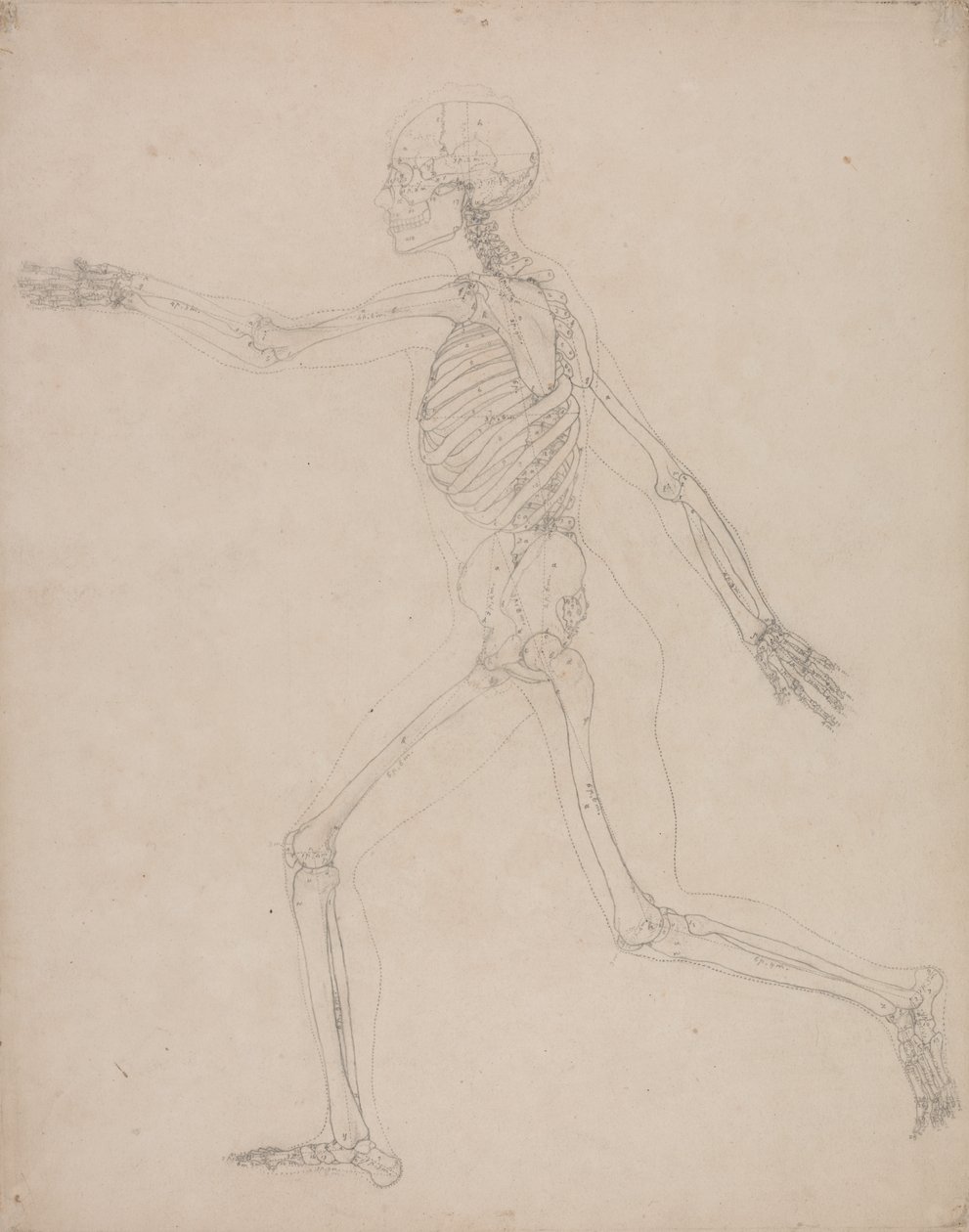 Studie av den menneskelige figuren, sidevisning, fra en sammenlignende anatomisk utstilling av strukturen til menneskekroppen med strukturen til en tiger og en fugl, 1795-1806 (grafitt på kraftig vevd papir) av George Stubbs