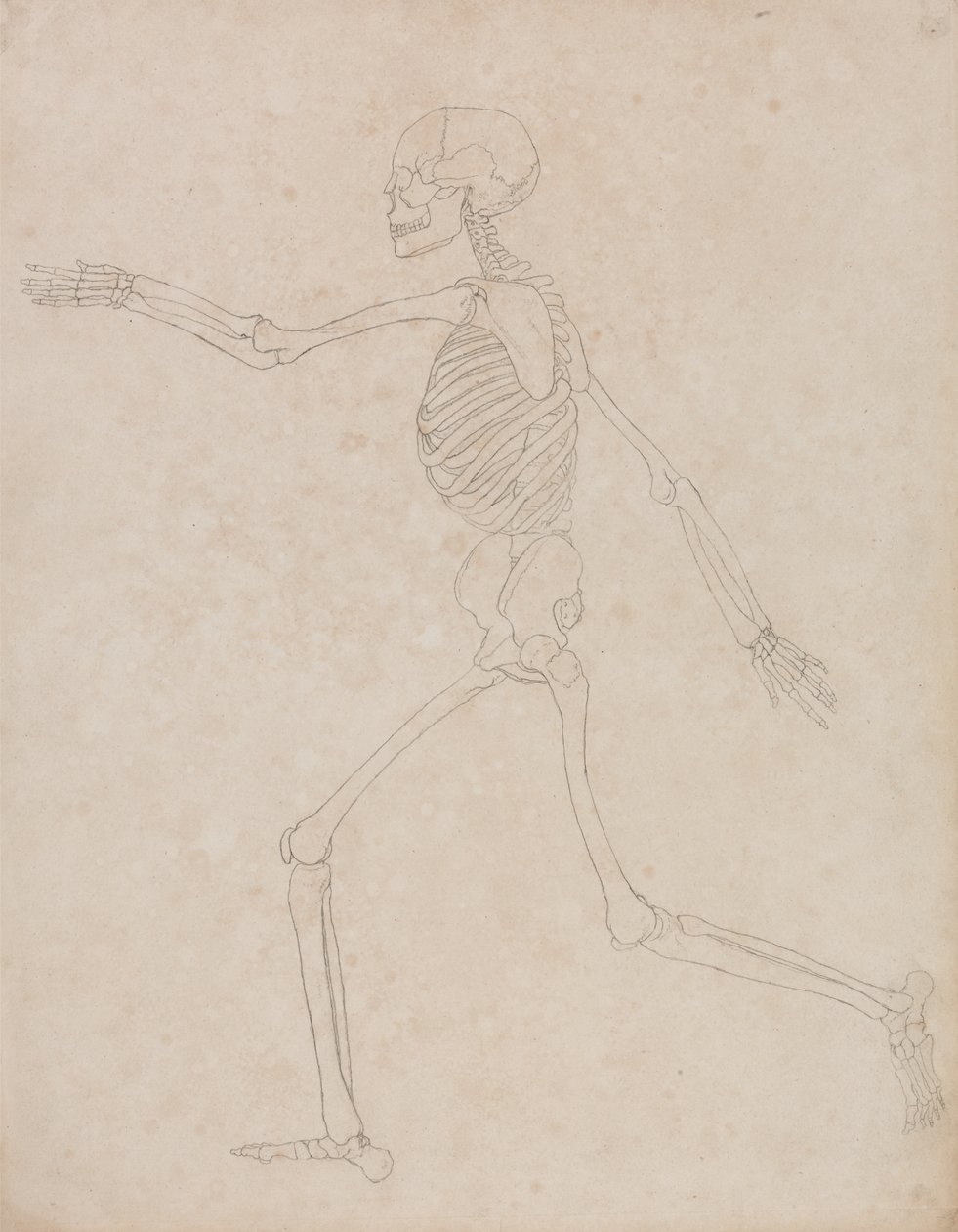 Studie av den menneskelige figuren, sidevisning, fra en sammenlignende anatomisk utstilling av strukturen til menneskekroppen med strukturen til en tiger og en fugl, 1795-1806 (grafitt på kraftig vevd papir) av George Stubbs