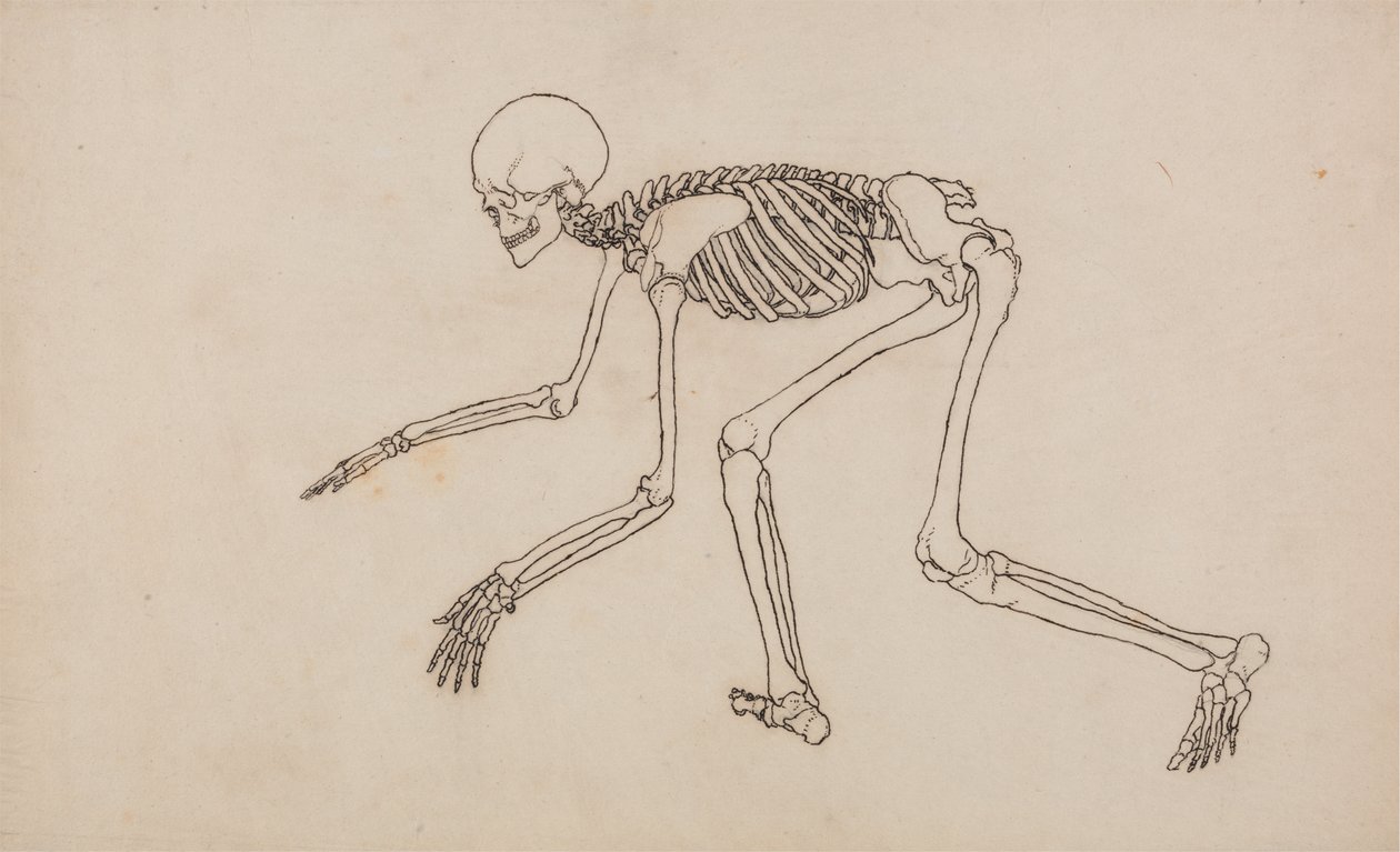 Studie av den menneskelige figuren, sidevisning, fra en sammenlignende anatomisk fremstilling av strukturen til menneskekroppen med strukturen til en tiger og en fugl, 1795-1806 (penn og blekk over grafitt på vev) av George Stubbs