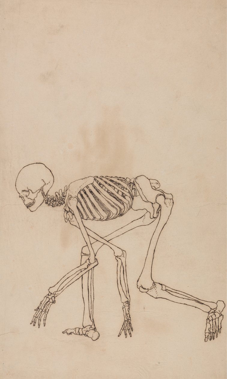 Studie av den menneskelige figuren, sidevisning, fra en sammenlignende anatomisk fremstilling av strukturen til menneskekroppen med strukturen til en tiger og en fugl, 1795-1806 (penn og blekk over grafitt på vev) av George Stubbs