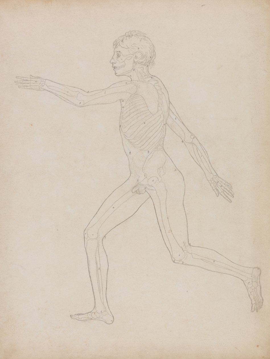 Studie av den menneskelige figuren, sidevisning, fra en sammenlignende anatomisk utstilling av strukturen til menneskekroppen med strukturen til en tiger og en fugl, 1795-1806 (grafitt på kraftig vevd papir) av George Stubbs