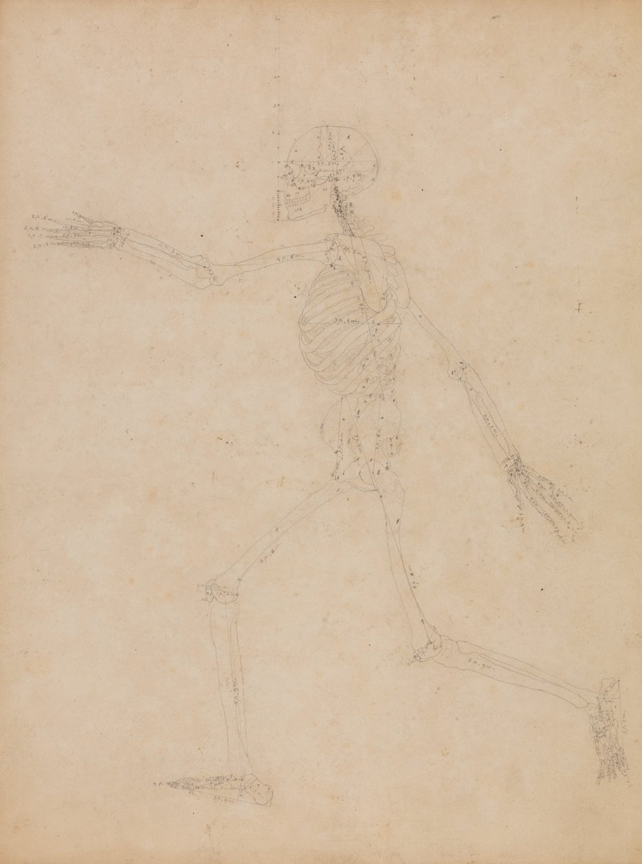 Studie av den menneskelige figuren, sidevisning, fra "En sammenlignende anatomisk utstilling av strukturen til menneskekroppen med strukturen til en tiger og en fugl" av George Stubbs
