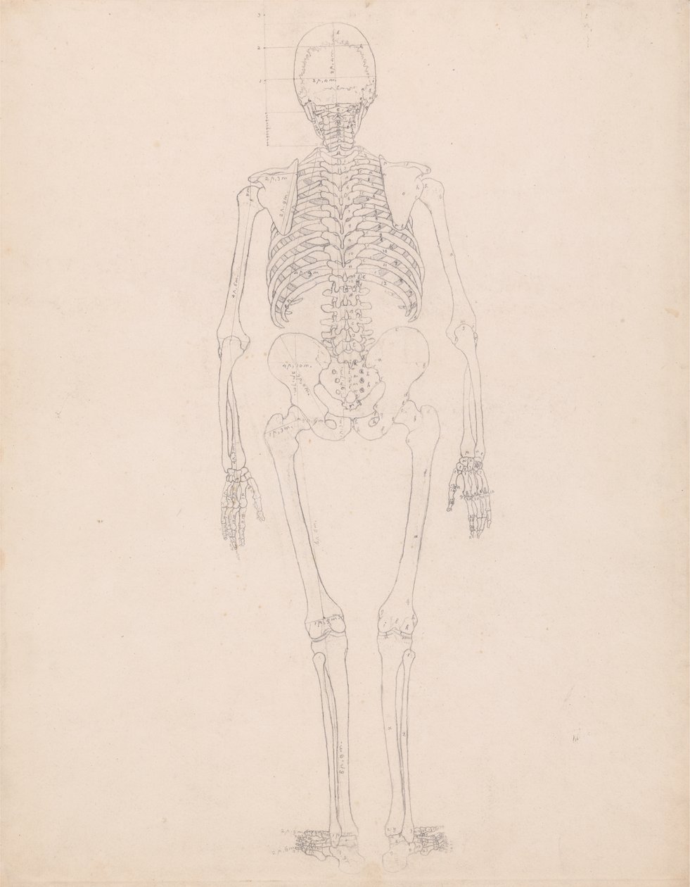 Studie av den menneskelige figuren, posterior visning, diagram for nøkkel til tabell II, fra en sammenlignende anatomisk fremstilling av strukturen til menneskekroppen med strukturen til en tiger og en fugl, ca. 1795-1806 av George Stubbs