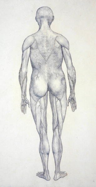 Studie av menneskefiguren, posteriort sett, fra en sammenlignende anatomisk utstilling av strukturen til menneskekroppen med strukturen til en tiger og en fugl, ca. 1795-1806 (grafitt på patronpapir) av George Stubbs