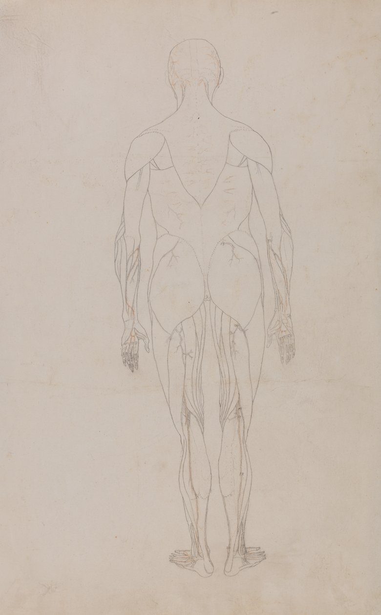 Studie av den menneskelige figuren, posteriort syn, fra en sammenlignende anatomisk utstilling av strukturen til menneskekroppen med strukturen til en tiger og en fugl, ca. 1795-1806 (grafitt og blekk på papir) av George Stubbs