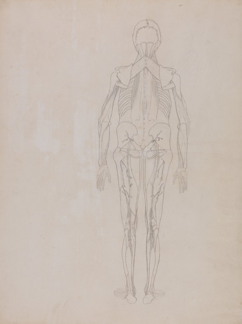Studie av menneskefiguren, posteriort sett, fra en sammenlignende anatomisk utstilling av strukturen til menneskekroppen med strukturen til en tiger og en fugl, ca. 1795-1806 (grafitt på patronpapir) av George Stubbs