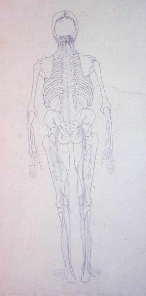 Studie av den menneskelige figuren, posteriort syn, fra en sammenlignende anatomisk utstilling av strukturen til menneskekroppen med strukturen til en tiger og en fugl, ca. 1795-1806 (grafitt på papir) av George Stubbs