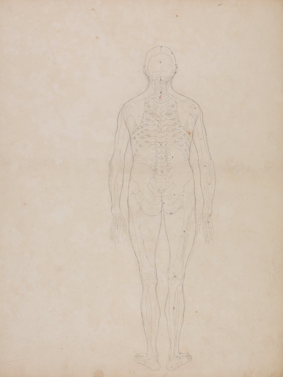 Studie av menneskefiguren, posteriort sett, fra en sammenlignende anatomisk utstilling av strukturen til menneskekroppen med strukturen til en tiger og en fugl, ca. 1795-1806 (grafitt på patronpapir) av George Stubbs