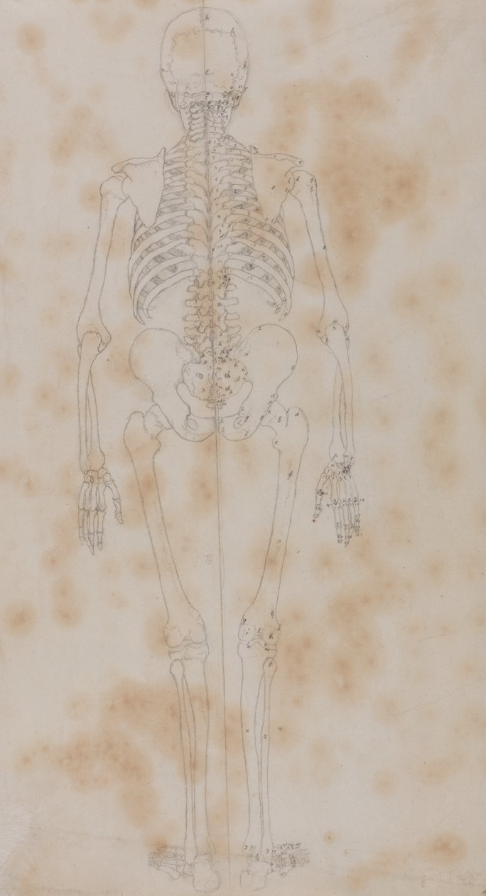 Studie av den menneskelige figuren, posteriort syn, fra en sammenlignende anatomisk utstilling av strukturen til menneskekroppen med strukturen til en tiger og en fugl, ca. 1795-1806 (grafitt på papir) av George Stubbs
