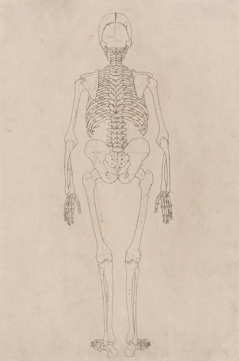 Studie av den menneskelige figuren, posteriort syn, fra en sammenlignende anatomisk utstilling av strukturen til menneskekroppen med strukturen til en tiger og en fugl, ca. 1795-1806 (blekk på patronpapir) av George Stubbs