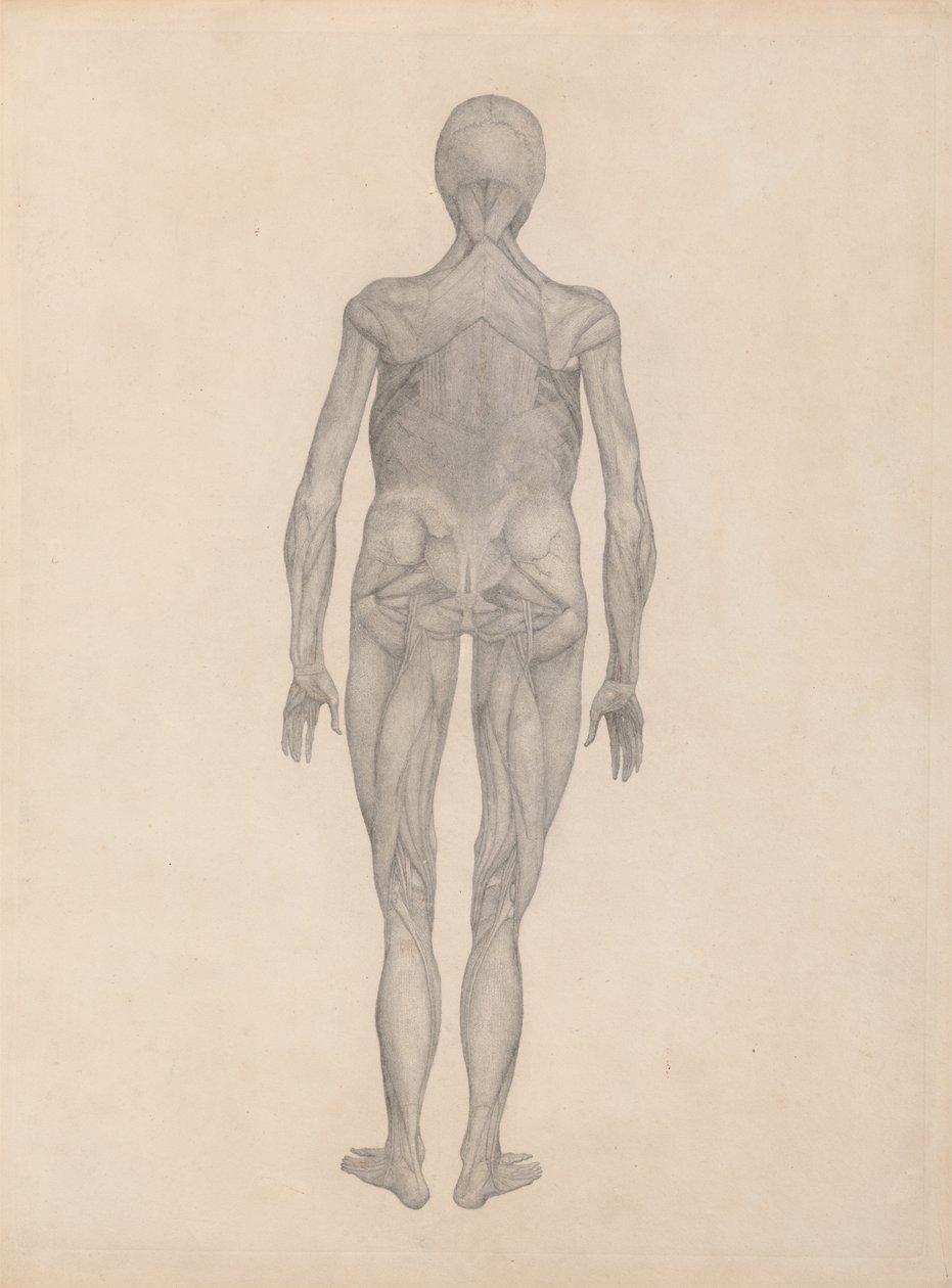 Studie av den menneskelige figuren, posteriort syn, med hud og underliggende fascievev fjernet, fra A Comparative Anatomical Exposition of the Structure of the Human Body med den til en tiger og en Comm av George Stubbs