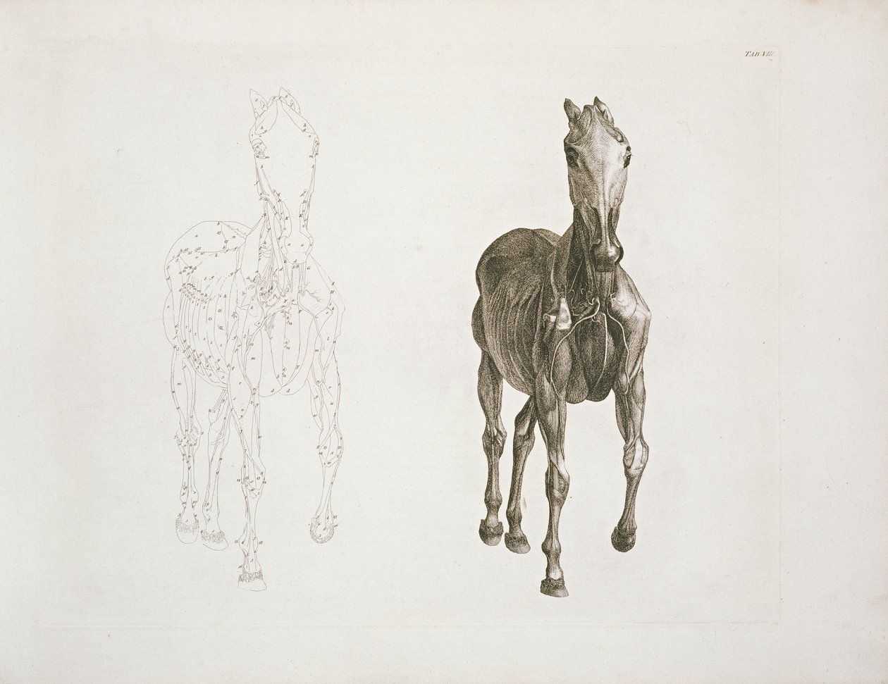 Tab. VIII, fra 