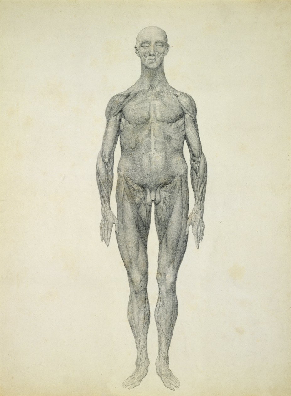 The Human Figure, anterior view, fra serien 