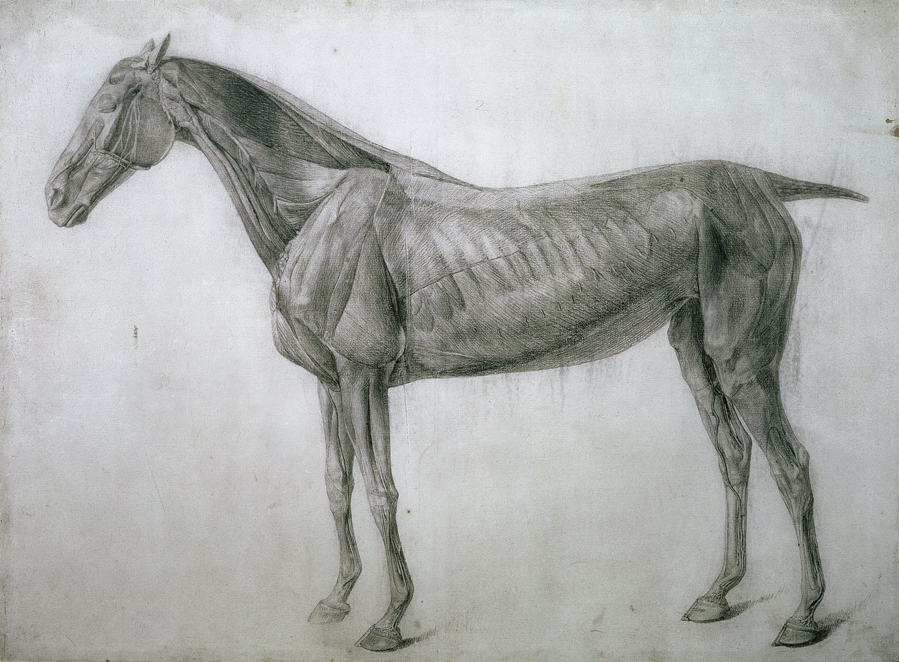 Studiet av muskler: Ecorche-tegning sett fra flanken, fra det 13. anatomiske bordet, fra hestens anatomi, 1766 av George Stubbs