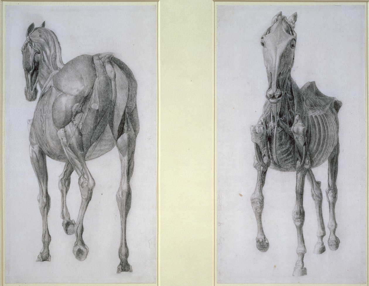 Studiet av muskler: utsikter forfra og bakfra, fra den 13. anatomiske tabellen, fra hestens anatomi, 1766 av George Stubbs