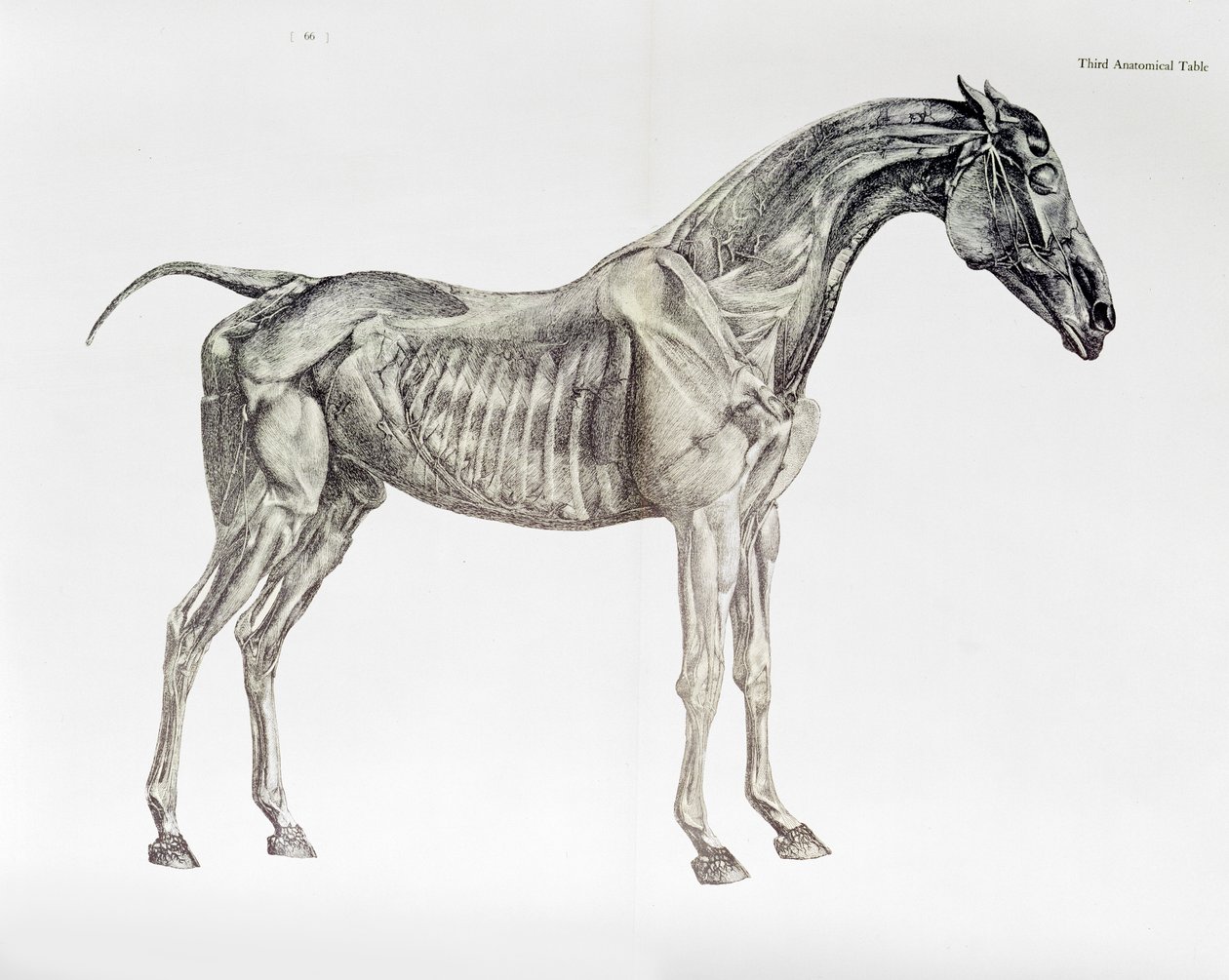Tredje anatomisk bord, fra 