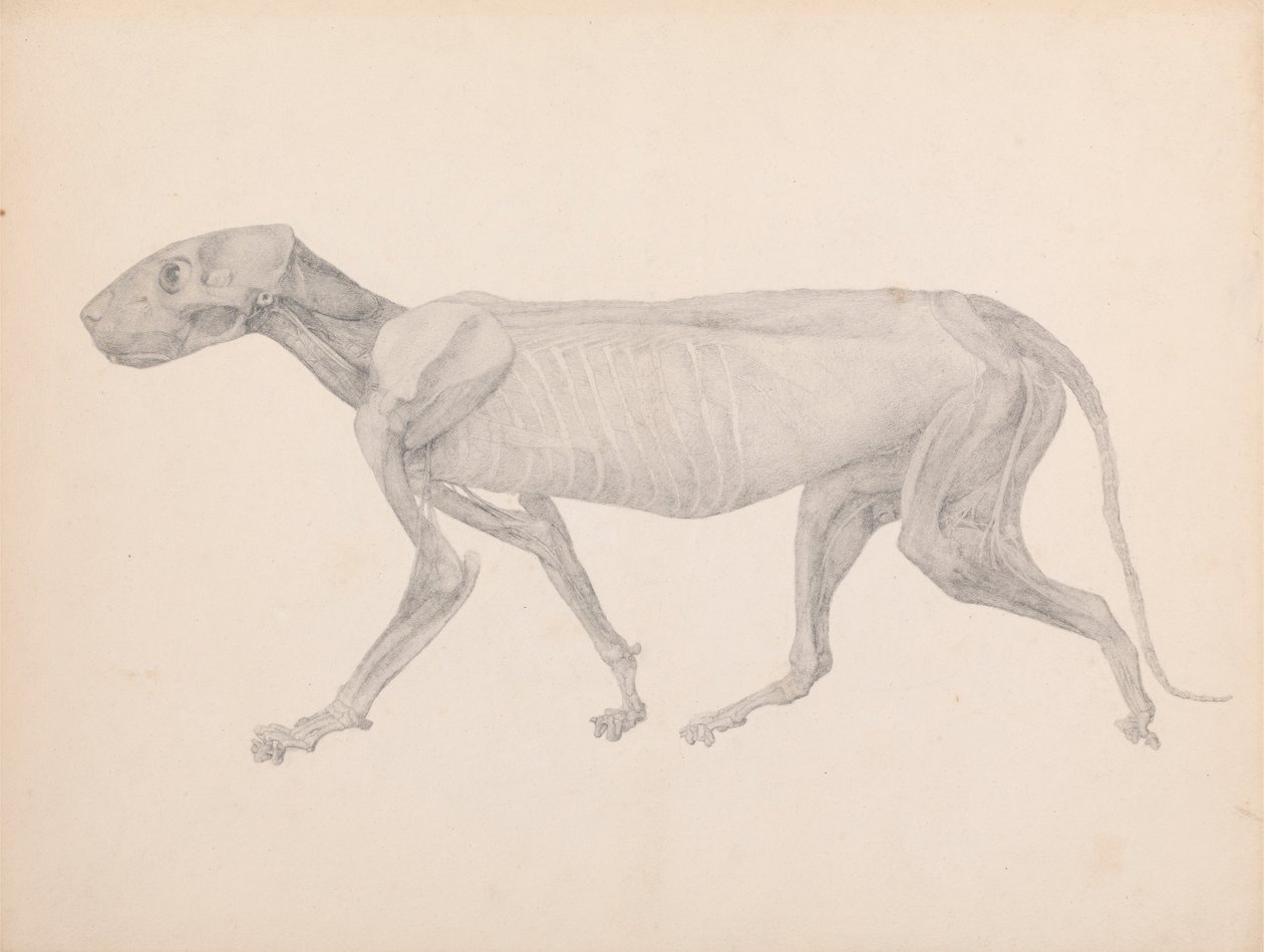 Tigerkropp, sidevisning (ferdig tegning for upublisert bord; viser det tredje stadiet i disseksjon) av George Stubbs
