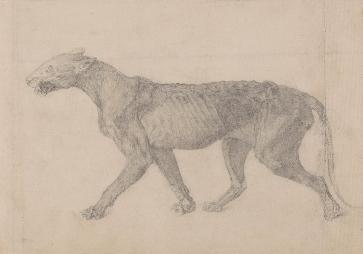 Tiger Body, Lateral View (Første av ni tegninger av et annet eksemplar av tiger) av George Stubbs