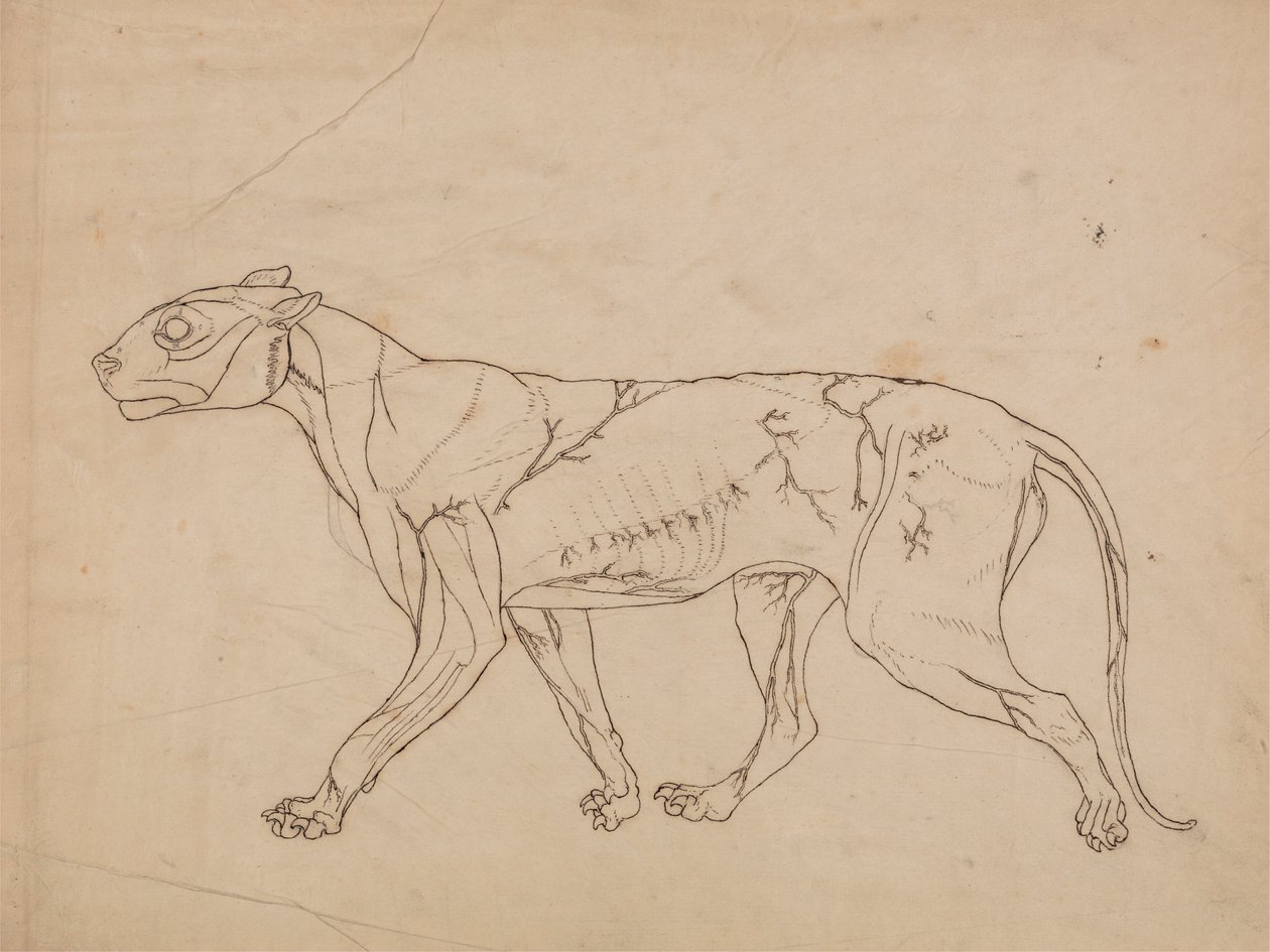 Tiger Body, Lateral View (Oversiktsstudie av overflatemusklene og deres blodtilførsel, sannsynligvis laget for en nøkkelfigur) av George Stubbs