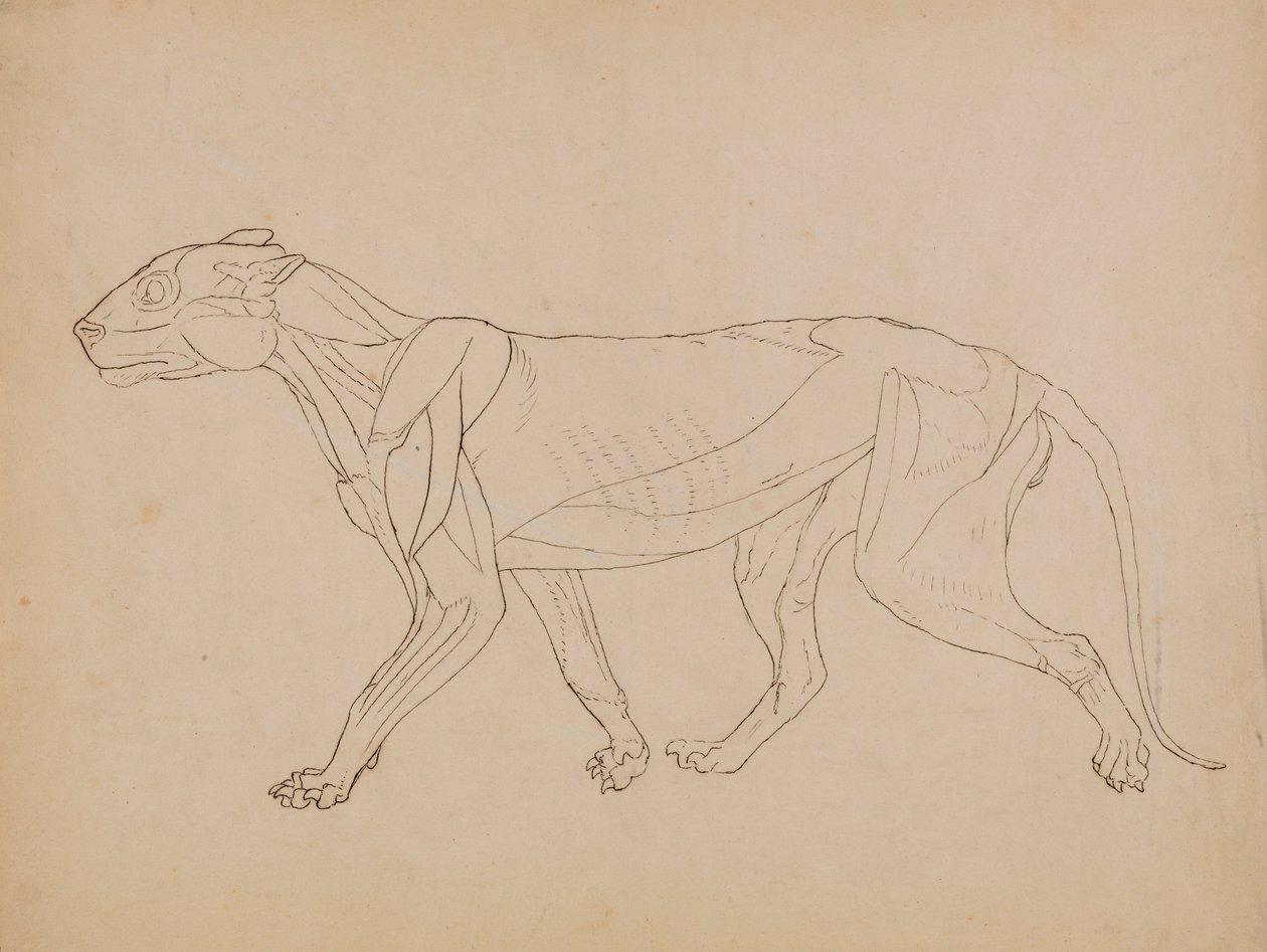 Tiger Body, Lateral View (Sannsynligvis laget som grunnlag for en nøkkelfigur) av George Stubbs