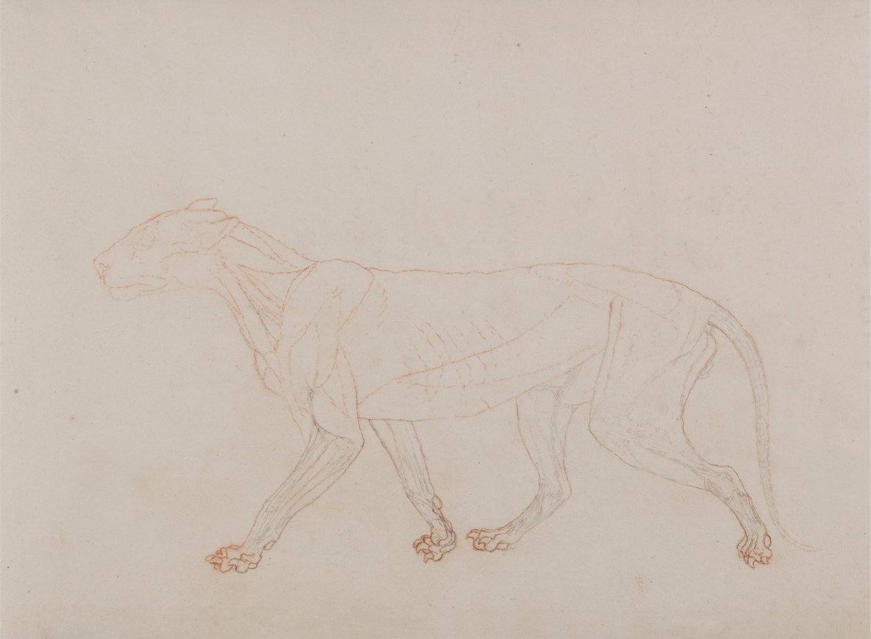 Tigerkropp, sidevisning (viser det tredje stadiet i disseksjon) av George Stubbs