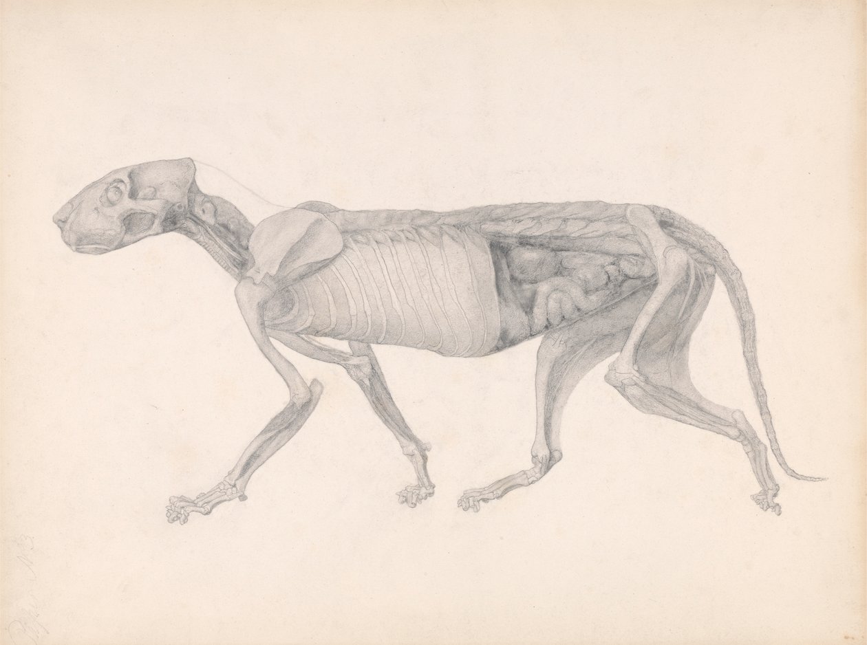 Tiger Body, Lateral View (Studie for en upublisert tabell; viser et sent stadium i disseksjon) av George Stubbs