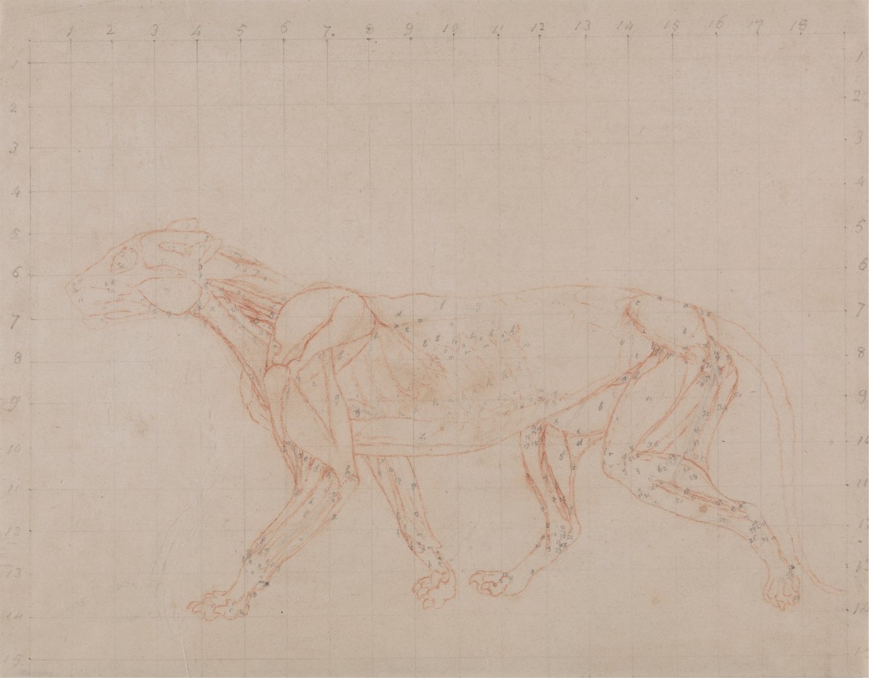 Tiger Body, Lateral View (Studie av det fjerde trinnet av disseksjon som viser de dypere musklene) av George Stubbs