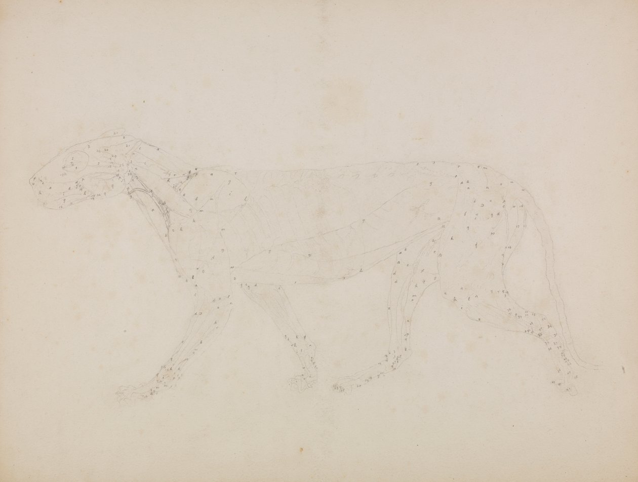Tigerkropp, sidevisning (Studie av de øvre lagene av muskler og deres blodtilførsel forberedt for nøkkeltallet til tabell XIV) av George Stubbs