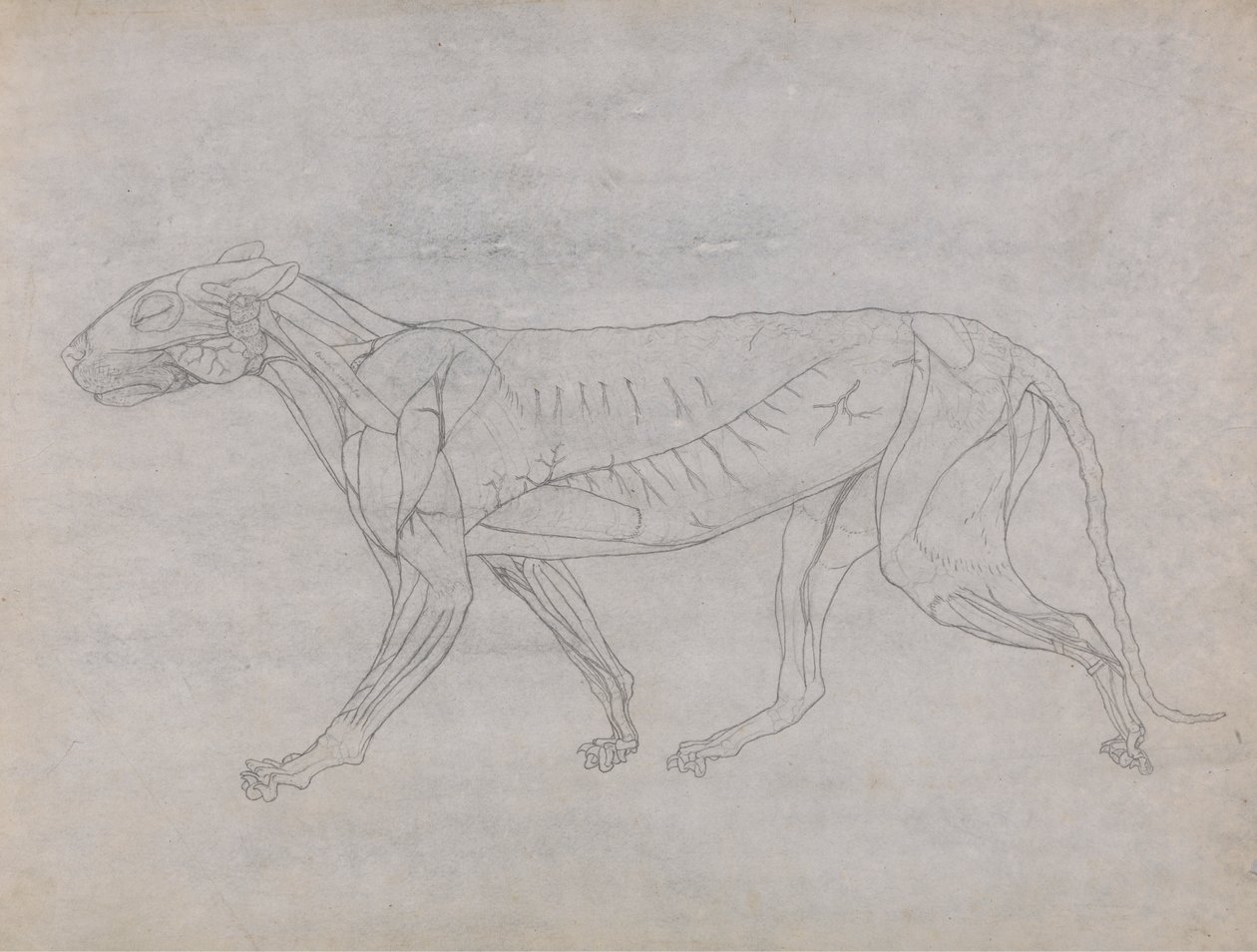 Tigerkropp, sett fra siden av George Stubbs