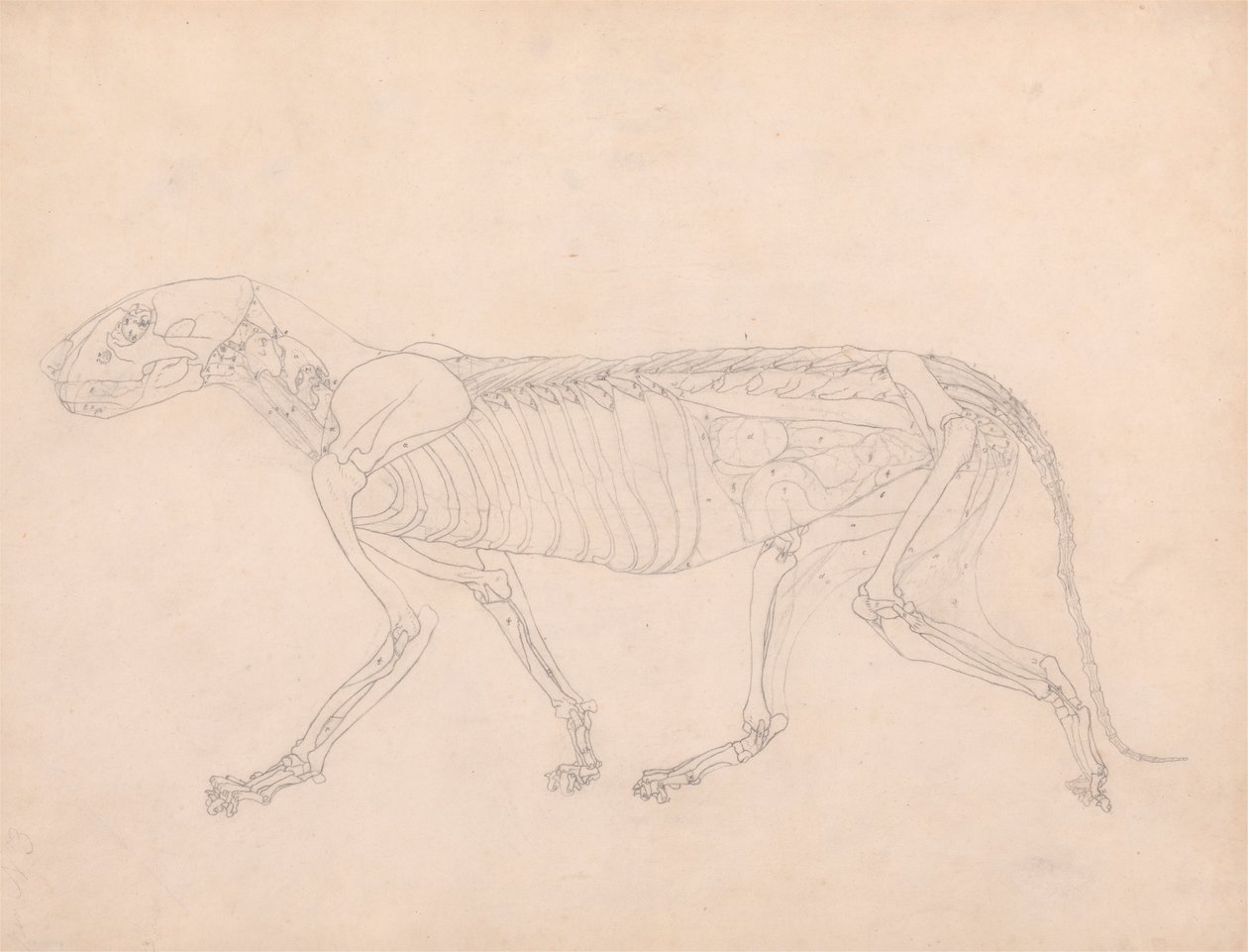 Tigerkropp, sett fra siden av George Stubbs