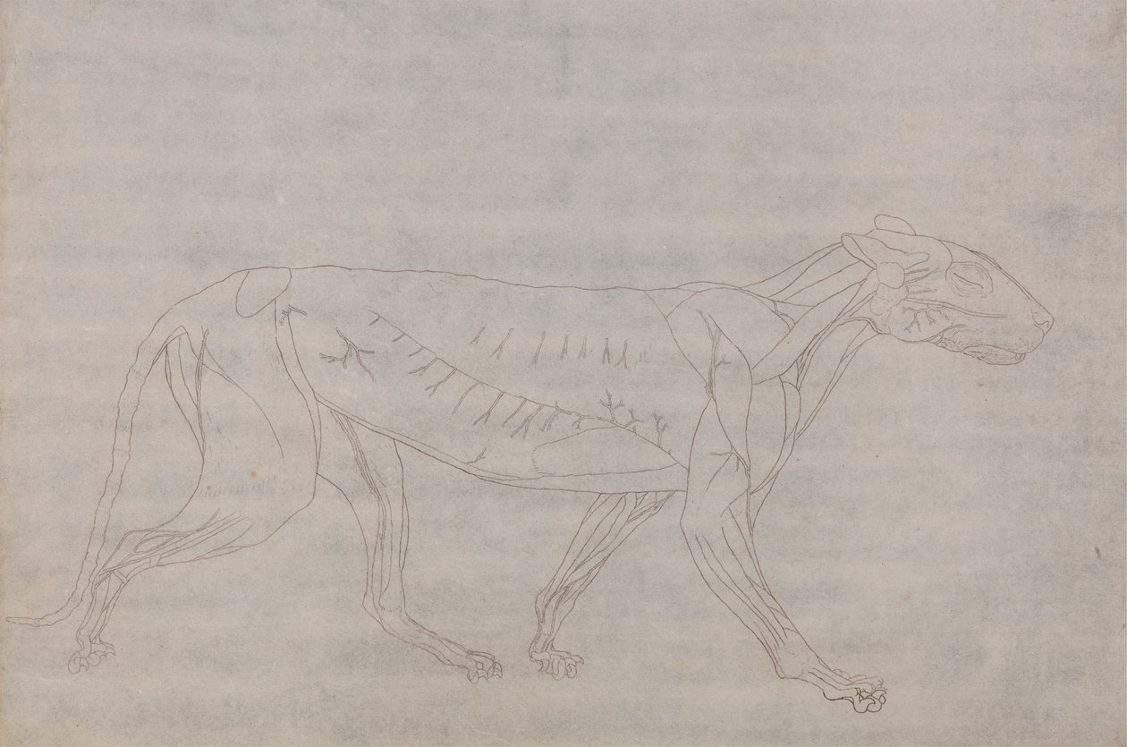 Tigerkropp, sett fra siden av George Stubbs