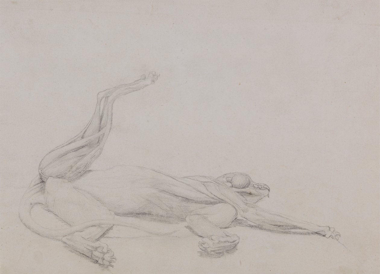 Tigerkropp, liggende, sett ventralt av George Stubbs