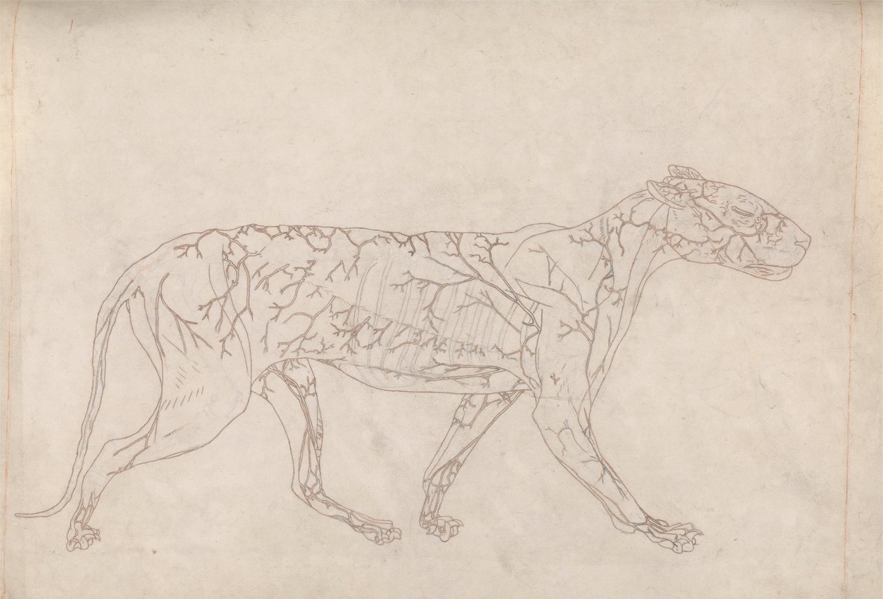 Tiger, sidevisning (konturstudie av overflateblodforsyningen, utarbeidet for nøkkelfiguren til tabell IX) av George Stubbs