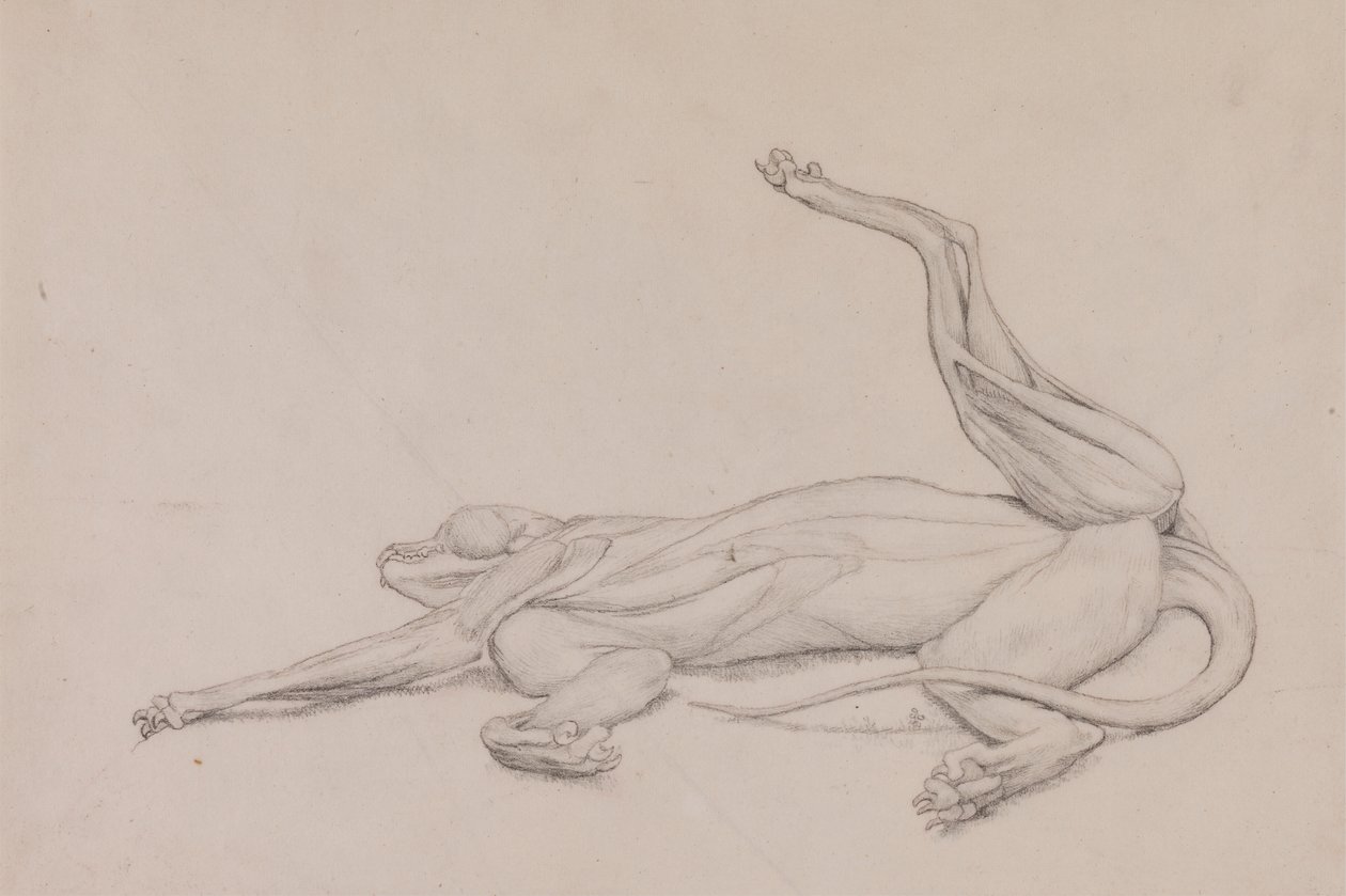 Tiger, liggende, sett ventralt av George Stubbs