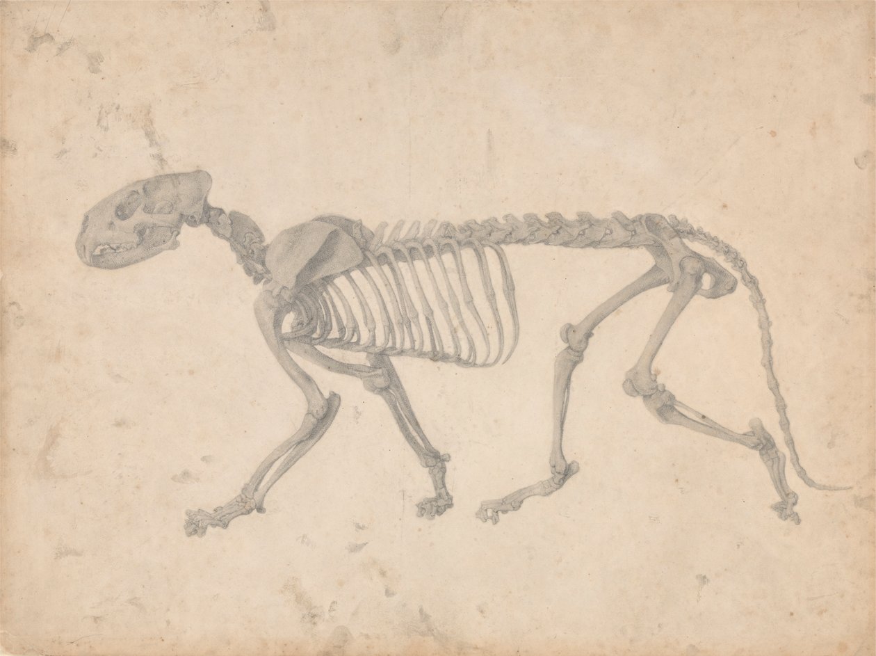 Tigerskjelett, sidevisning (ferdig studie for tabell IV) av George Stubbs