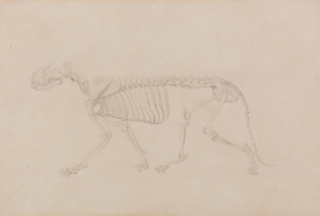 Tiger Skeleton, Lateral View (Høyt fullført studie for tabell IV) av George Stubbs