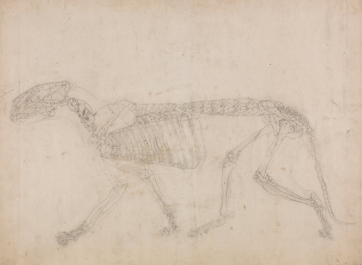 Tiger Skeleton, Lateral View (Sannsynligvis masterstudiet av skjelettet) av George Stubbs