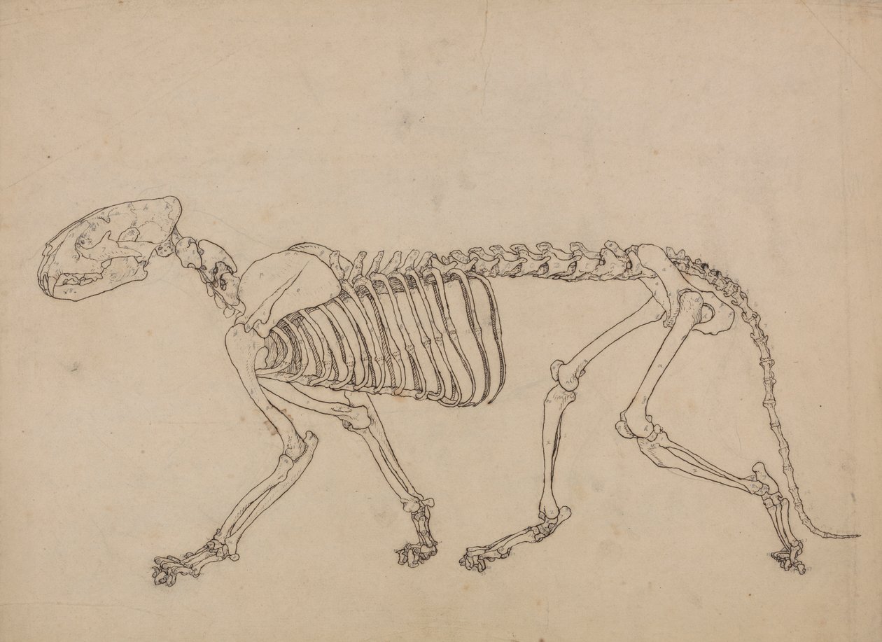 Tiger Skeleton, Lateral View (Studie for nøkkelfiguren til tabell IV) av George Stubbs