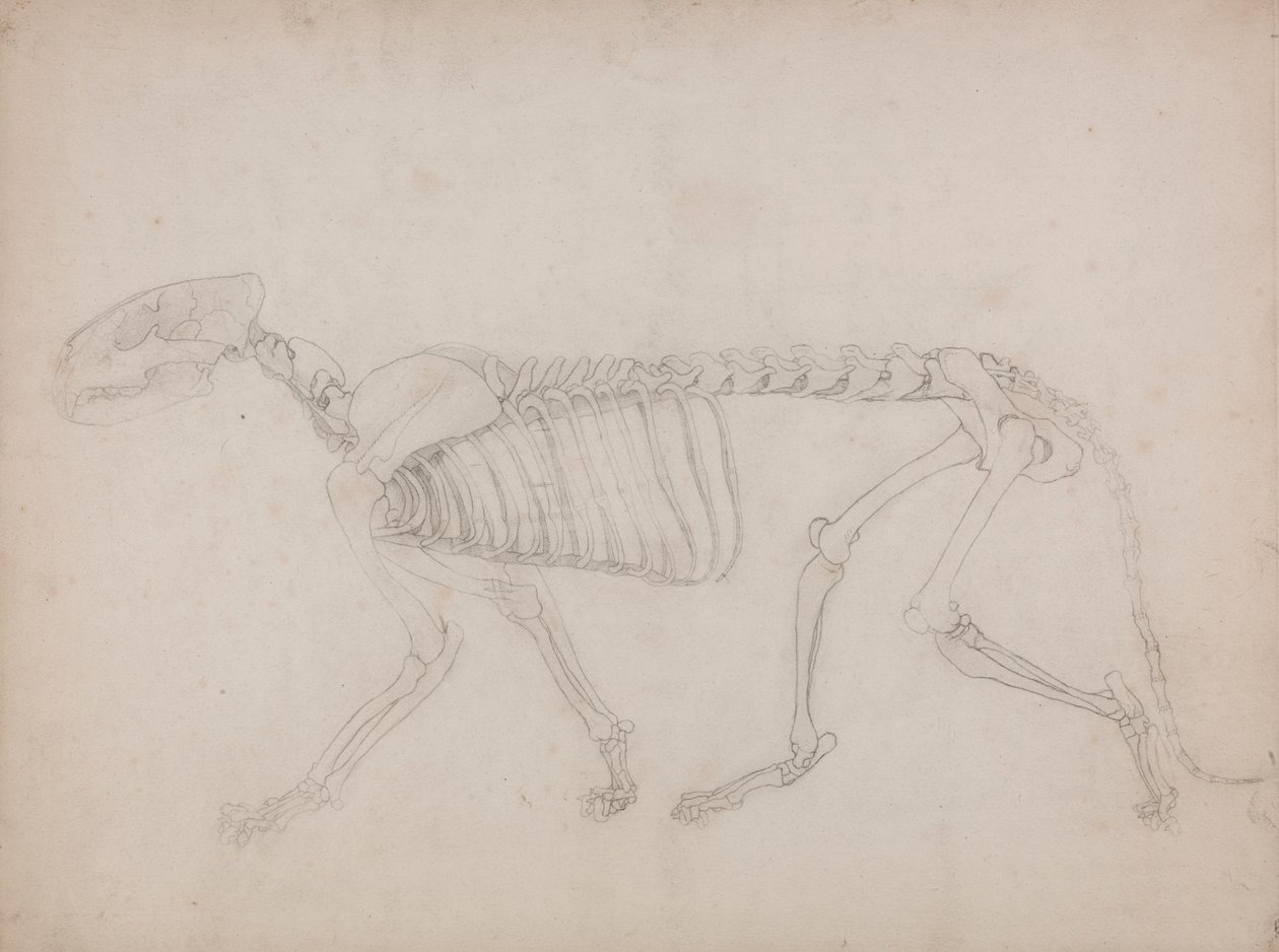 Tigerskjelett, sett fra siden av George Stubbs