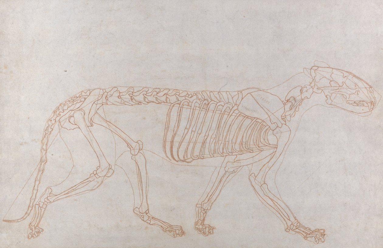 Tigerskjelett, sett fra siden av George Stubbs