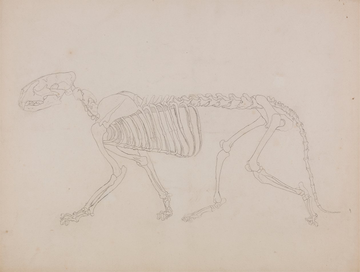 Tigerskjelett, sett fra siden av George Stubbs