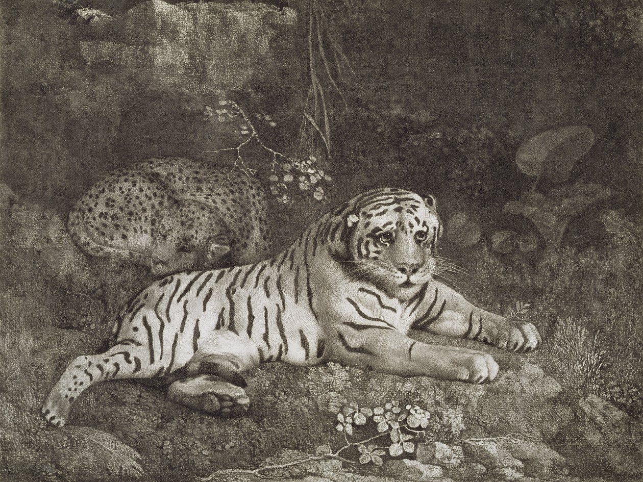 To Tygers, gravert av kunstneren, pub. 1788 (etsing) av George Stubbs