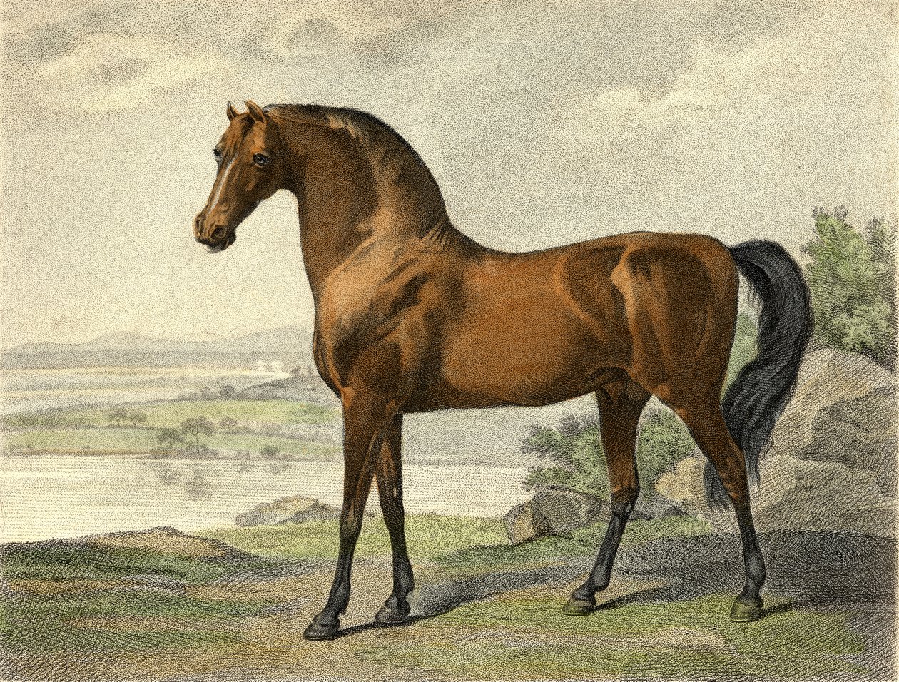Warren Hastings arabisk av George Stubbs