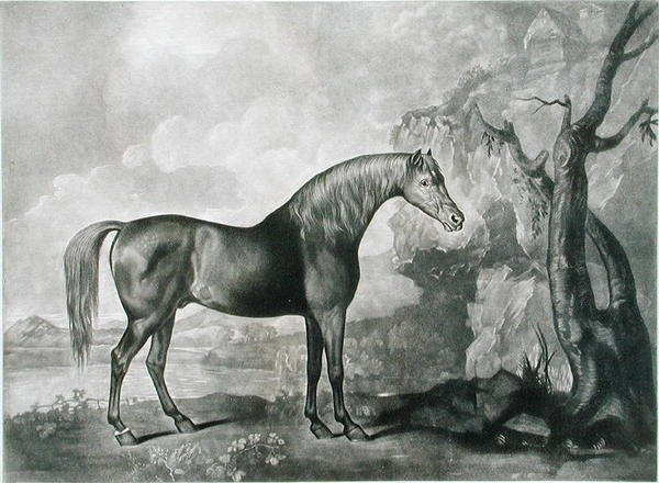 Brown Horse Mask, etter George Stubbs, 1773 (mezzotint) av George Townley Stubbs