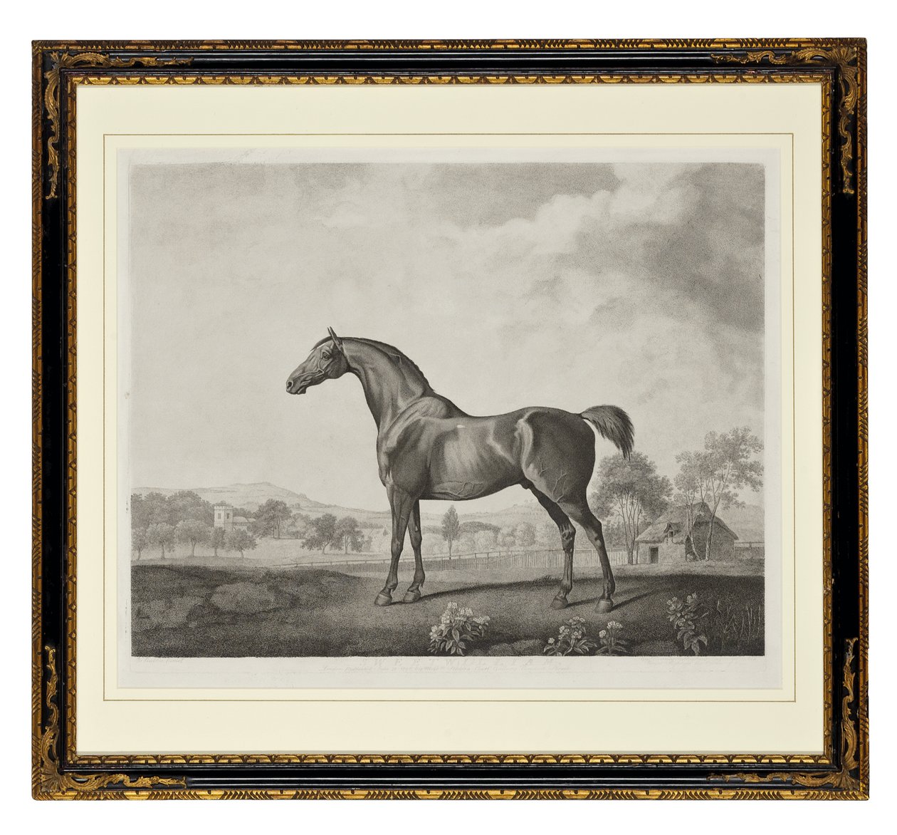 Sweetwilliam (stippgravering) av George Townley Stubbs