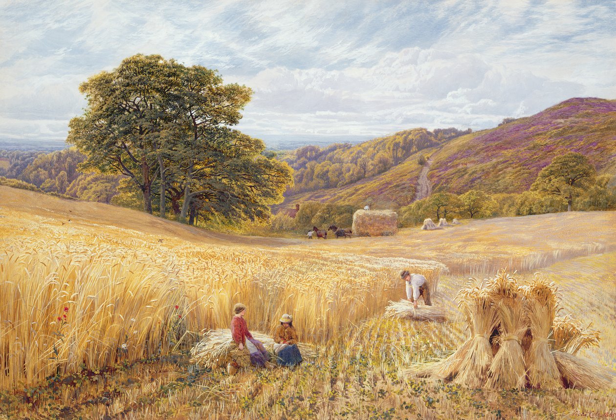 Høstetid nær Holmbury Hill, Surrey, 1865 (wc og kroppsfarge på papir) av George Vicat Cole